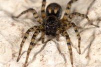 Une araigne loup. Une femelle (Araneae - Lycosidae - Arctosa perita)